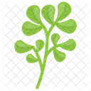 Fenugreek Leaves Green Icon