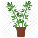 Fenugreek Potted Plant  Icon