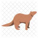 Flat Ferret Musang Icon