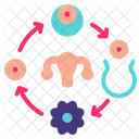 Uterus Period Fertility Cycle Icon