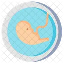 Fetus Embryo Pregnancy Icon