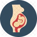 Fetus Baby Fetus Unborn Baby Icon