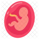 Fetus Baby Fetus Pregnancy Icon