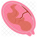 Fetus Baby Embryos Icon