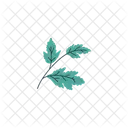 Feuille Vert Reglisse Icône