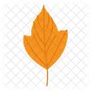 Feuille Automne Nature Icon