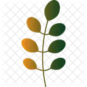 Feuille d'acacia  Icône