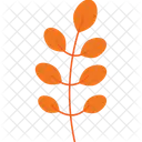 Feuille Dacacia Feuille Feuilles Vertes Icon