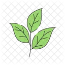 Feuilles de thé  Icône