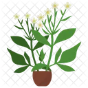Feverfew Potted Plant  Icon