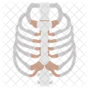 Fibia Long Bone Tibia Symbol