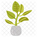 Ficus Plant Indoor Plant Icon