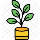 Ficus Fig Plant Icon