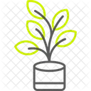 Ficus Fig Plant Icon