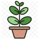 Ficus Elastica 잎 관엽 식물 아이콘