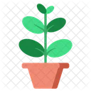 Ficus Elastica Leaf Houseplant Icon