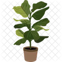 Ficus Lyrata Plant Pot House Plant Icon