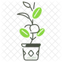 Ficus Plant  Icon