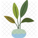 Ficus Plant Indoor Plant Ornamental Plant Icon