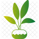 Ficus Plant Indoor Plant Ornamental Plant Icon