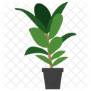 イチジクの鉢植え  アイコン