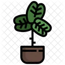 Fiddle Fig  Icon