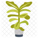 Fiddle Leaf Fig Fiddle Leaf Fiddle Fig アイコン
