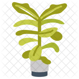 Fiddle leaf fig  Icon