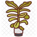 Fiddle Leaf Fig Fiddle Leaf Fiddle Fig アイコン