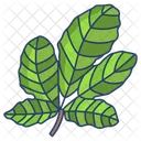 Fig Leaf  Icon