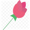 Figure Beauty Rose Elegant Rose Classic Bloom Icon