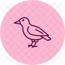 Finch Bird Small Icon