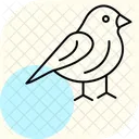 Finch Pet Bird Icon