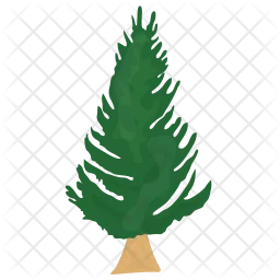 Fir Tree  Icon