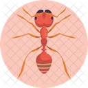 Fire Ant Ant Insect Icon