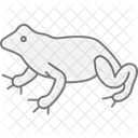Fire Bellied Toad Firebelliedtoad Amphibian Icon
