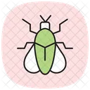 Firefly Insect Light Icon