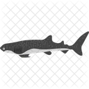 Animal Fish Shark Icône