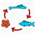 Fish lifecycle  Icon