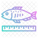 Fish Size  Icon