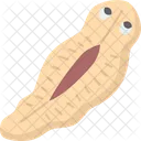 Flatworm  Icon