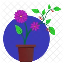 Violeta Astra Planta Icono