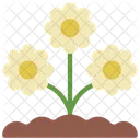 Flor de margarida  Ícone