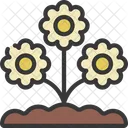 Flor de margarida  Ícone