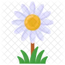 Flor de margarita  Icono