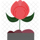 Flor irlandesa  Icon