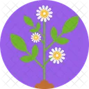 Planta De Flores Fecha Flor Icon