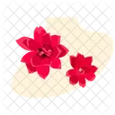 Florist kalanchoe  Icon