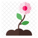 Spring Flower Blossom Icon