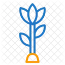 Flower  Icon